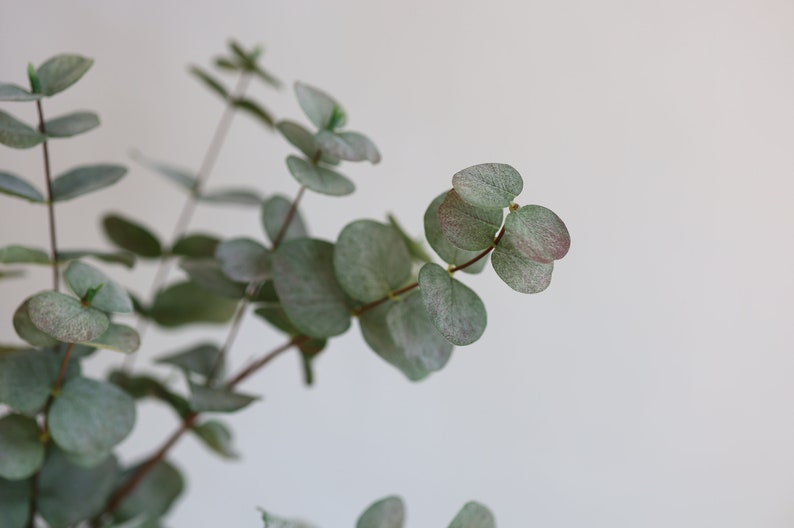 May include: Close-up of eucalyptus leaves, displaying a soft, muted green colour with hints of reddish-purple at the edges. The round leaves are clustered along slender stems, creating a delicate, natural aesthetic. The background is plain white.