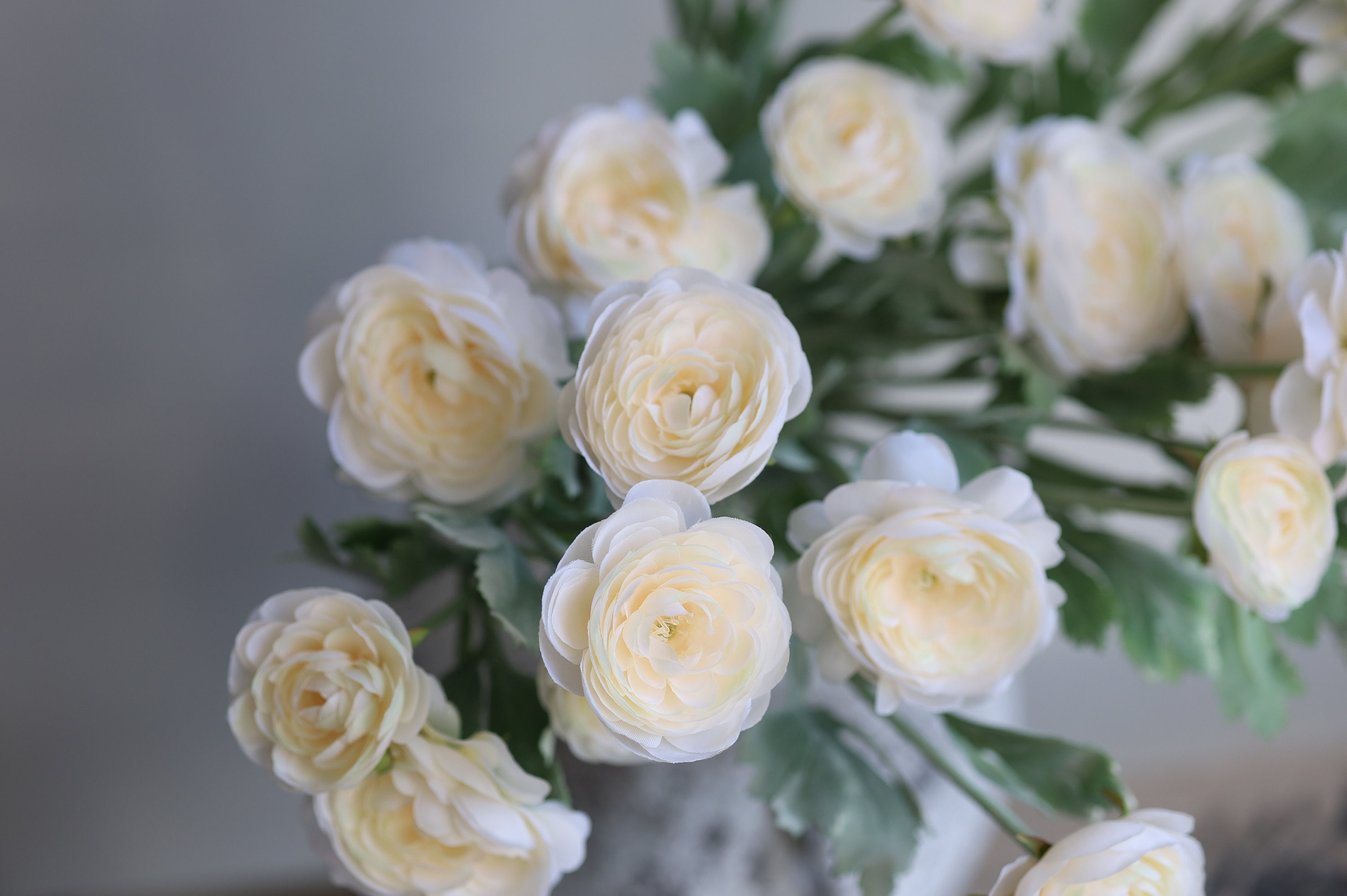 Champagne Ranunculus 18.5