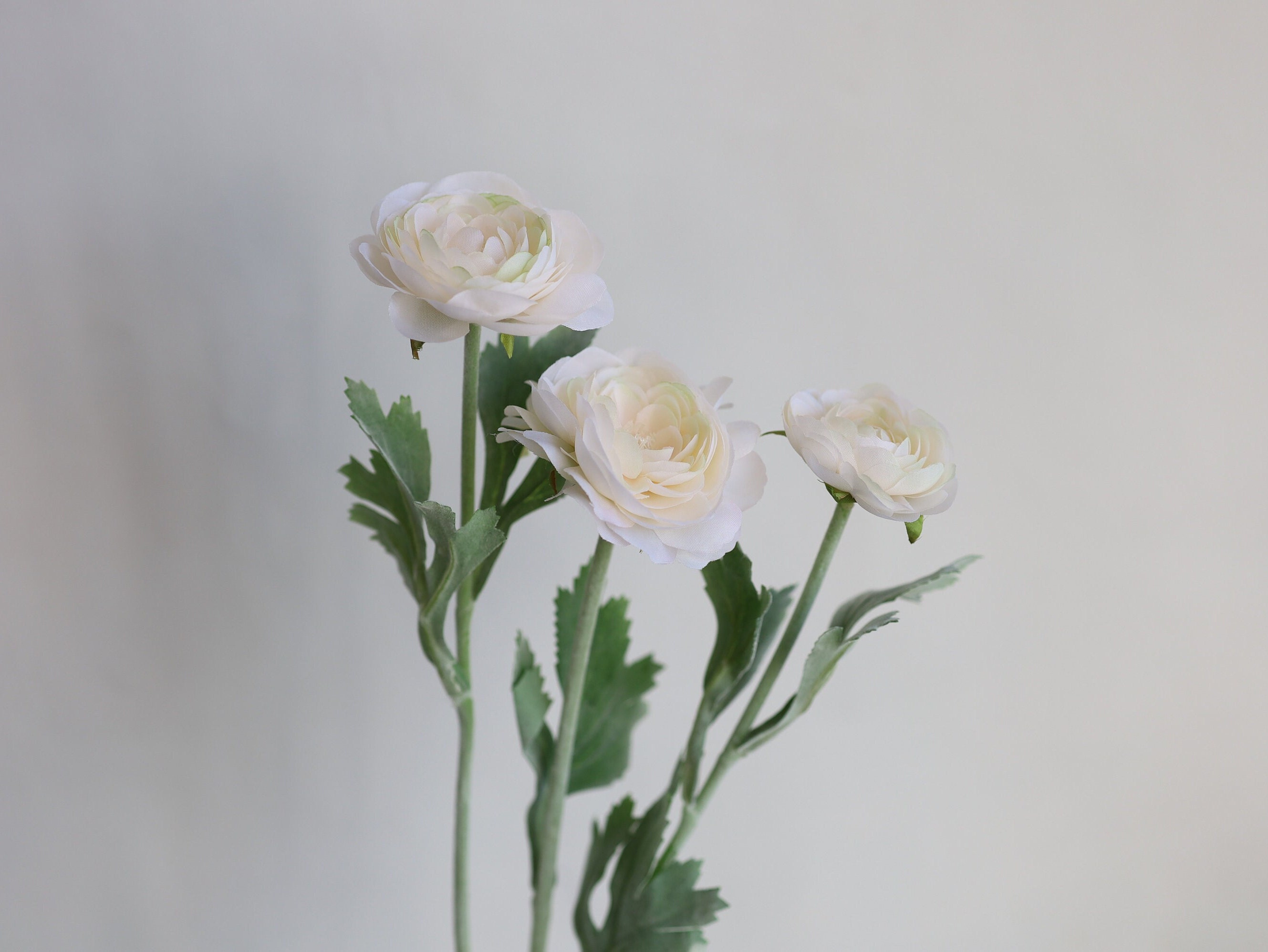 Champagne Ranunculus 18.5