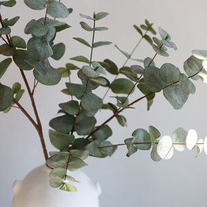 May include: A sprig of eucalyptus with round, grey-green leaves and brown stems. The eucalyptus is in a white, minimalist vase. The leaves have a slight sheen, and the arrangement is against a plain white background.