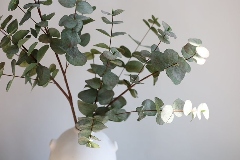 May include: A sprig of eucalyptus with round, grey-green leaves and brown stems. The eucalyptus is in a white, minimalist vase. The leaves have a slight sheen, and the arrangement is against a plain white background.