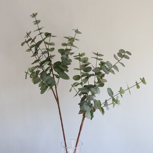 May include: Eucalyptus branches with round, green leaves and brown stems are displayed in a clear, decorative glass vase. The vase has a unique, layered design. The arrangement is set against a neutral background.