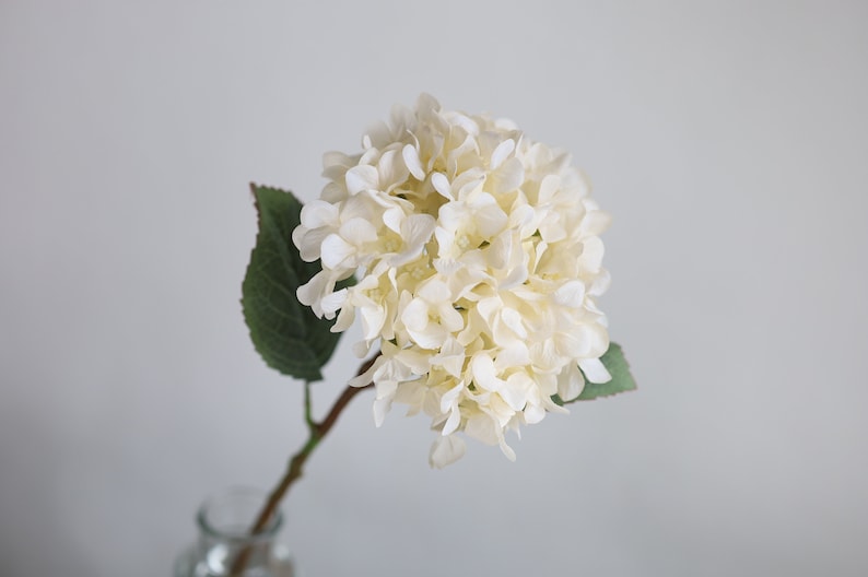 Puede incluir: Un solo tallo de hortensia artificial blanca con hojas verdes. La hortensia est&aacute; en un jarr&oacute;n de vidrio transparente.