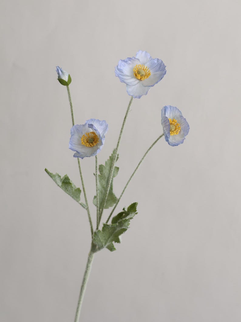 Puede incluir: Un ramo de tres flores de amapola azul claro con centros amarillos. Las flores est&aacute;n en un solo tallo con hojas verdes.