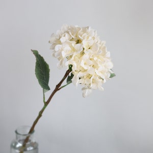 Puede incluir: Un solo tallo de hortensia blanca con hojas verdes en un jarr&oacute;n de vidrio transparente.