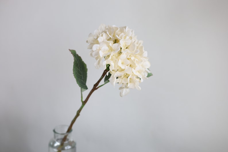 Puede incluir: Un solo tallo de hortensia blanca con hojas verdes en un jarr&oacute;n de vidrio transparente.