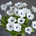 see more listings in the Anemone section