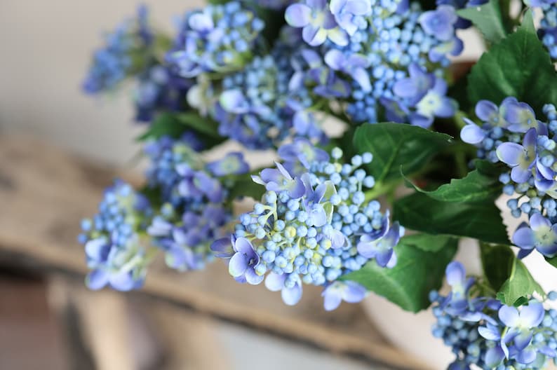 May include: A bouquet of blue hydrangea flowers with green leaves. The flowers are in focus and the leaves are out of focus.