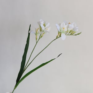 May include: A single stem of white freesia flowers with green leaves. The flowers are in bloom and have a delicate appearance.