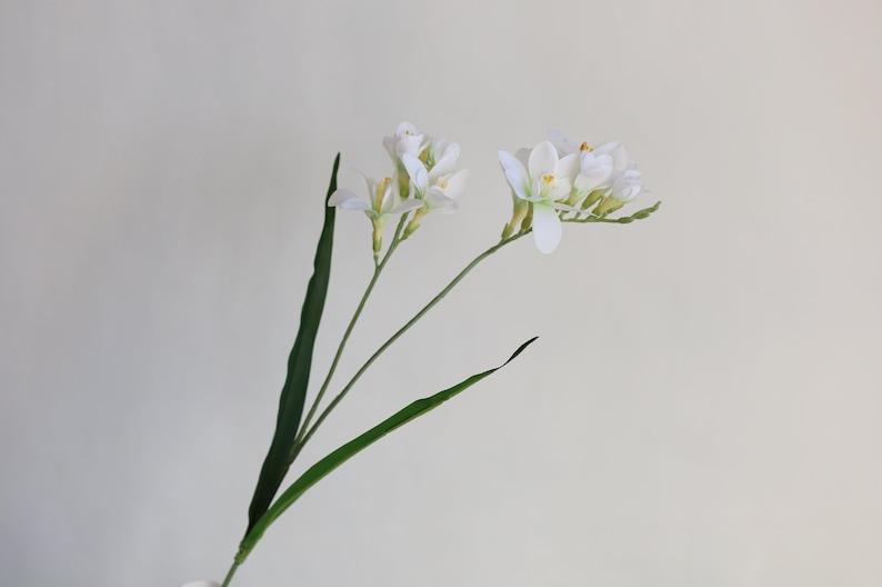 May include: A single stem of white freesia flowers with green leaves. The flowers are in bloom and have a delicate appearance.