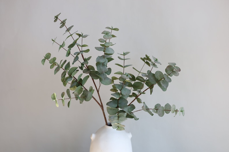 May include: A sprig of eucalyptus with green, rounded leaves and brown stems is displayed in a white vase. The vase has a rounded shape with two small handles. The background is a solid, light grey colour.