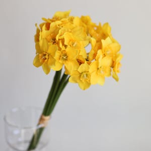 Peut inclure: Un bouquet de jonquilles jaunes dans un vase en verre transparent. Les jonquilles sont dispos&eacute;es en cercle et ont de longues tiges vertes.