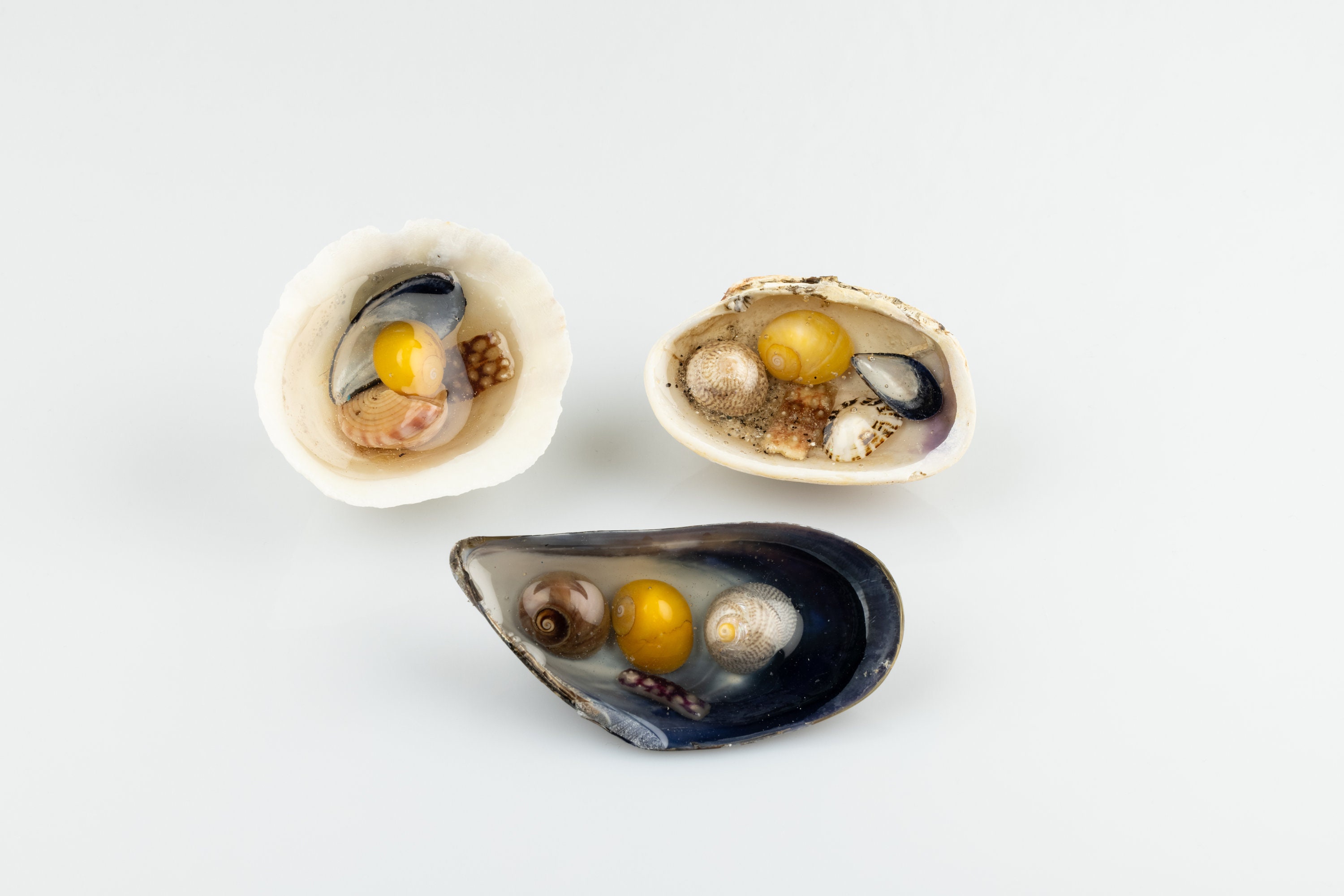 Lympit Shell Limpet Shell Puddle. Shetland Islands Shell, Beach Souvenir - Etsy