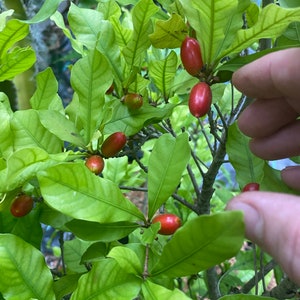Miracle berry seeds