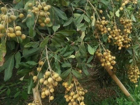 Longan Fruit Tree - Etsy