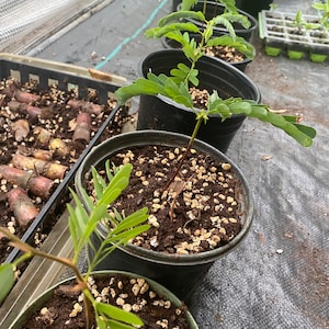 Sweet tamarind