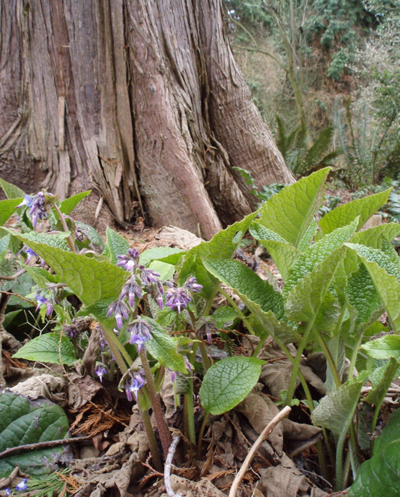 Plant Ground Cover Food Rhizome Trachystemon Orientalis Borage Caucasus image 8