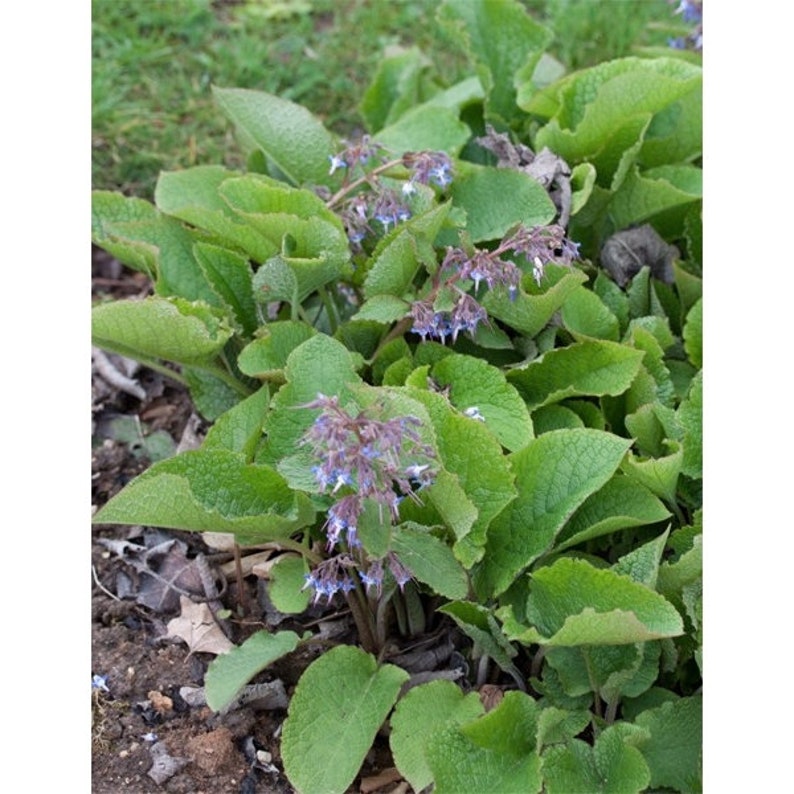 Plant Ground Cover Food Rhizome Trachystemon Orientalis Borage Caucasus image 4