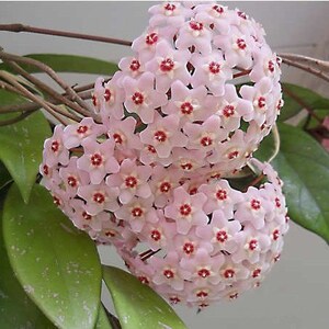 Hoya Carnosa Plant Climbing Plant Hoya Wax Plant Various Species Wax Flower Flower Pink or Red or Orange or Purple image 3