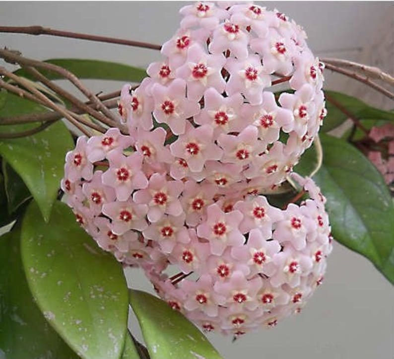 Hoya Carnosa Plant Climbing Plant Hoya Wax Plant Various Species Wax Flower Flower Pink or Red or Orange or Purple image 3