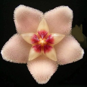 Hoya Carnosa Plant Climbing Plant Hoya Wax Plant Various Species Wax Flower Flower Pink or Red or Orange or Purple image 7