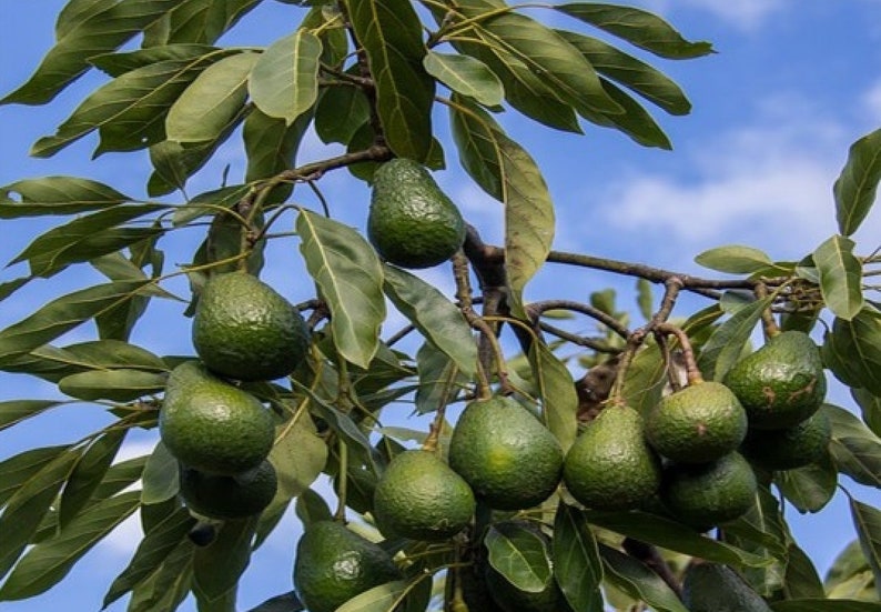 Plant d Avocatier tree shrub fruitier avocado for garden greenhouse balcony terrace