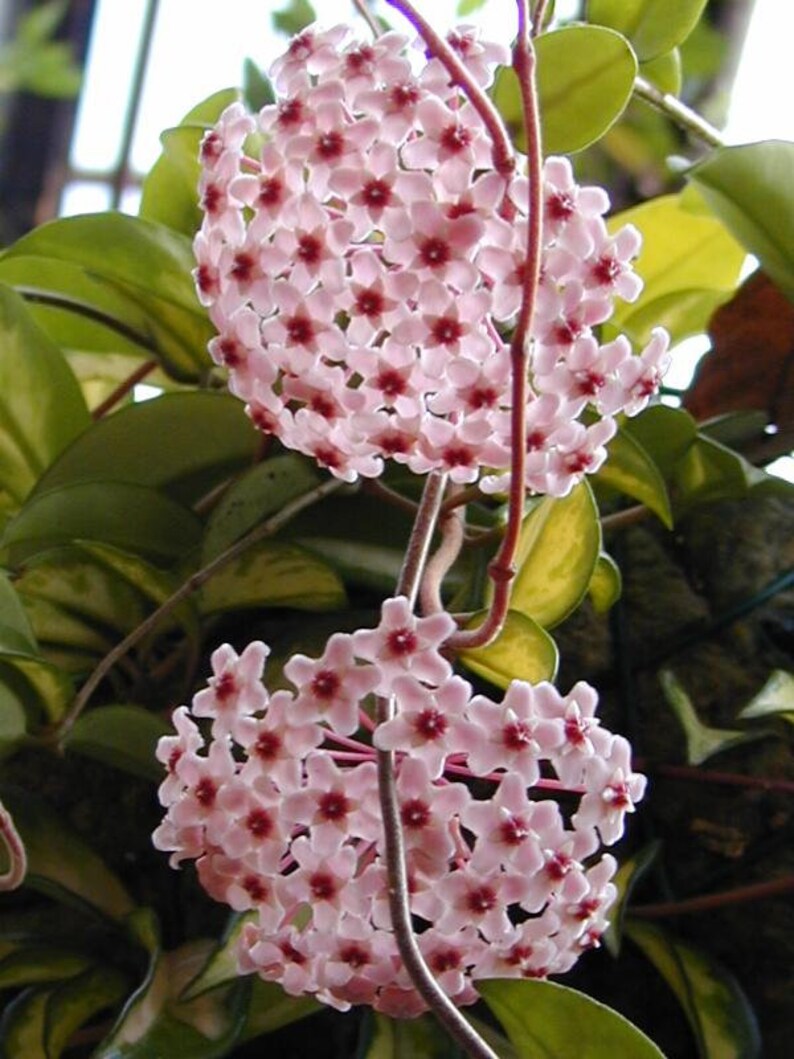 Plant de HOYA CARNOSA Plante grimpante Hoya Wax Plant
