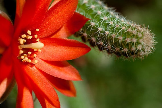 Lobe de Cactus Sans Racines Aporocactus Chamaecereus Silvestrii Pour Balcon