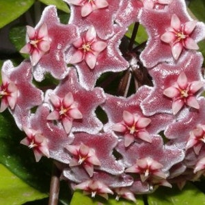 Hoya Carnosa Plant Climbing Plant Hoya Wax Plant Various Species Wax Flower Flower Pink or Red or Orange or Purple image 8