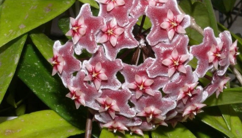 Hoya Carnosa Plant Climbing Plant Hoya Wax Plant Various Species Wax Flower Flower Pink or Red or Orange or Purple image 8