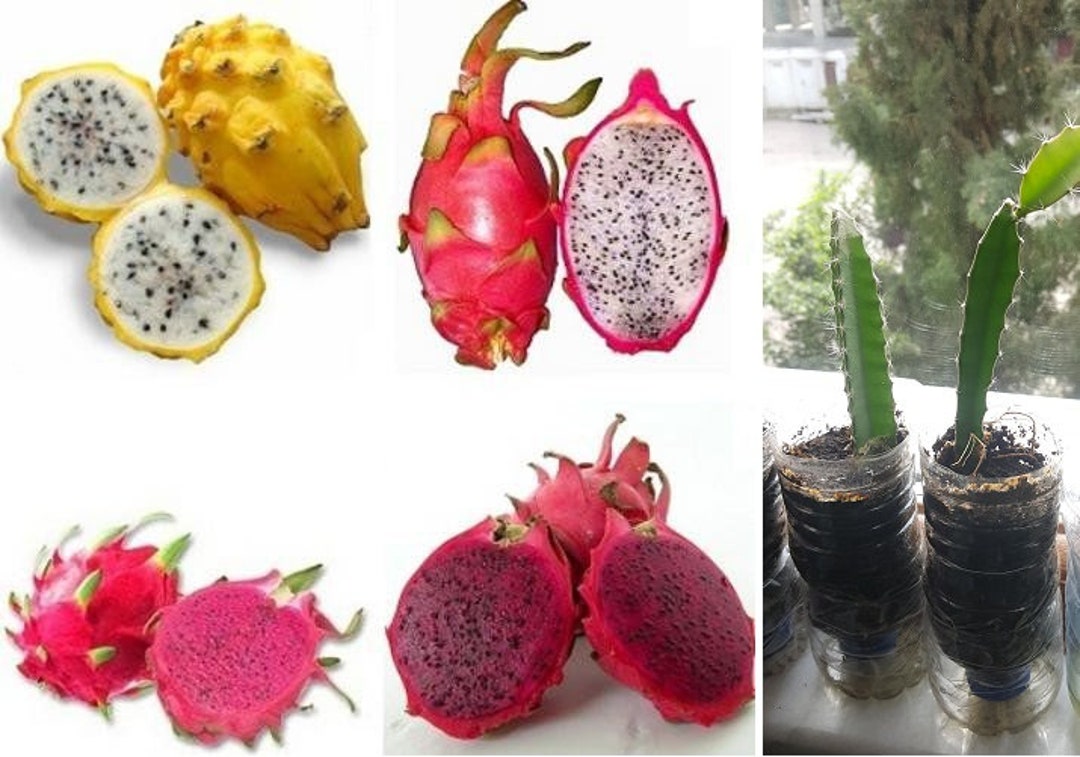 Dragon Fruit vs Pitaya: What's The Difference?