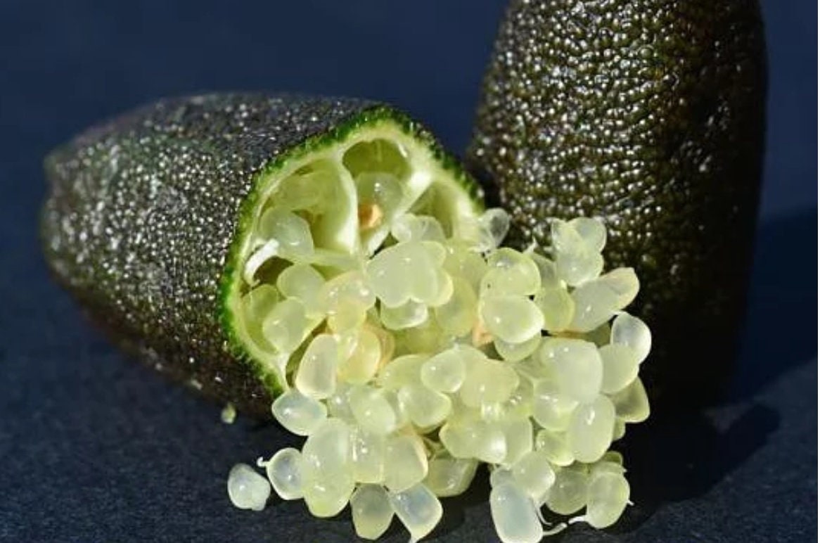 Citron caviar perle jaune - Vente Microcitrus australasica 'Yellow' - Lime  d'Australie