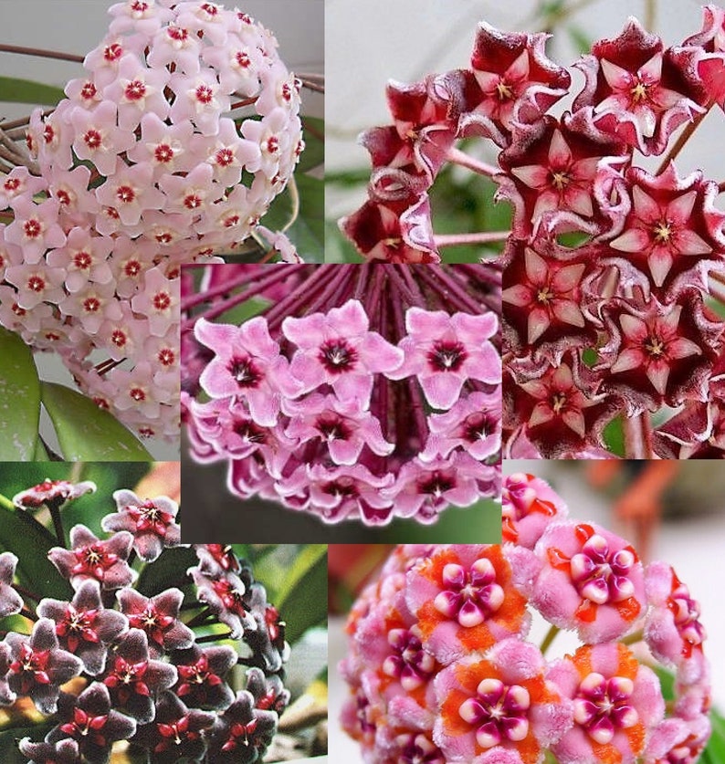 Hoya Carnosa Plant Climbing Plant Hoya Wax Plant Various Species Wax Flower Flower Pink or Red or Orange or Purple image 1