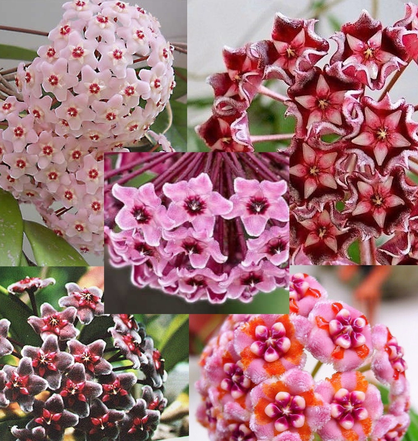 Plant de Hoya Carnosa Plante Grimpante Wax Plant Various Species Fleur Porcelaine Cire Rose ou Rouge