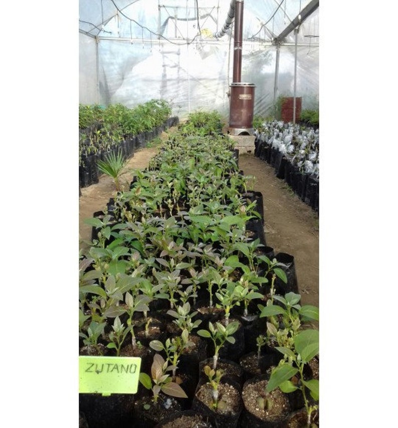 Plant d Avocatier tree shrub fruitier avocado for garden greenhouse balcony terrace