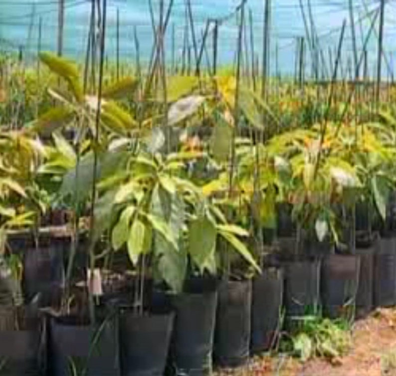 Plant d Avocatier tree shrub fruitier avocado for garden greenhouse balcony terrace