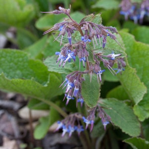 Plant Ground Cover Food Rhizome Trachystemon Orientalis Borage Caucasus image 3