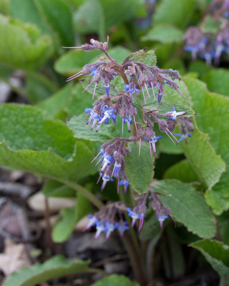 Plant Ground Cover Food Rhizome Trachystemon Orientalis Borage Caucasus image 3