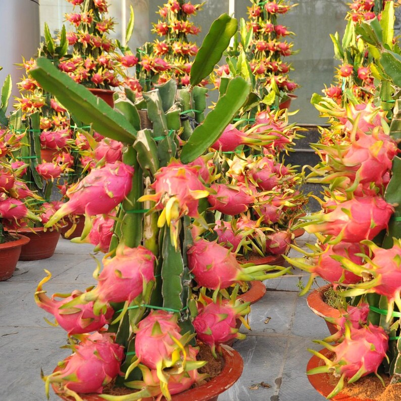 1 mini Plant de Pitaya FRUIT du DRAGON Hilocereus Pitaya