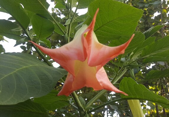 Plant Brugmensia à Fleur Rouge Plante Jardin Terrasse Balcon Trompette Des Anges
