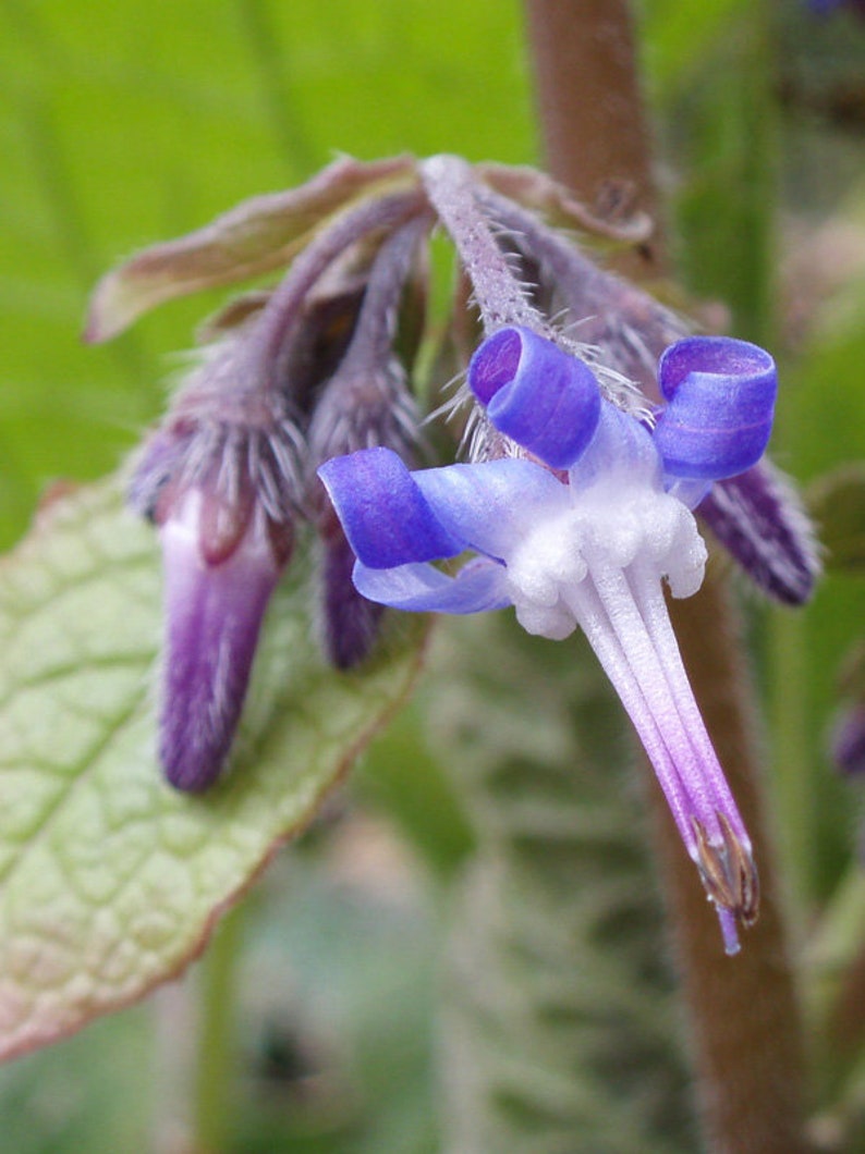 Plant Ground Cover Food Rhizome Trachystemon Orientalis Borage Caucasus image 7