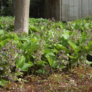 Plant Ground Cover Food Rhizome Trachystemon Orientalis Borage Caucasus image 2