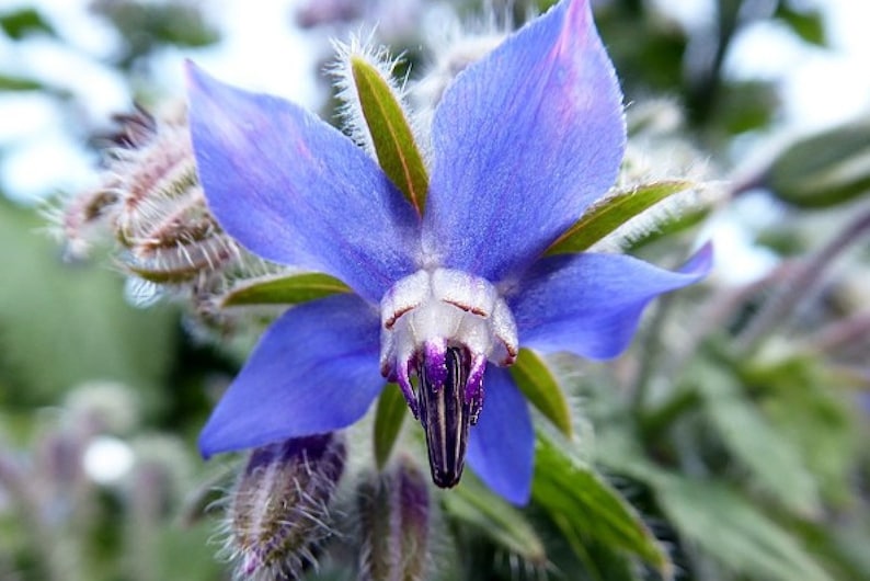 Plant Ground Cover Food Rhizome Trachystemon Orientalis Borage Caucasus image 1