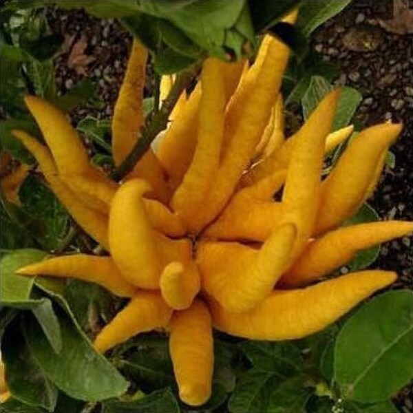 1 Lemon Tree Plant Lemon Hand of BUDDHA HANDS Lemon Exotic Fruit Terrace or Garden