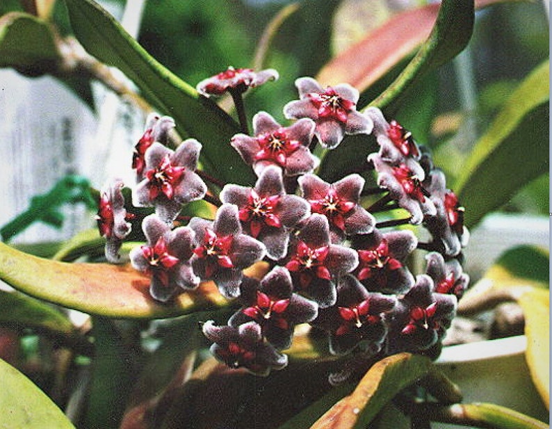 Hoya Carnosa Plant Climbing Plant Hoya Wax Plant Various Species Wax Flower Flower Pink or Red or Orange or Purple image 6