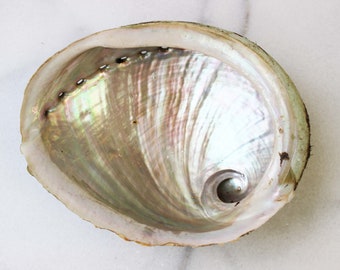 One Abalone Shell | Large Abalone Shell | Medium Abalone Shell | Abalone Smudge Bowl | 5 inch Abalone Shell | Smudge Tools | Boho Decor