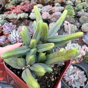 Crassula Pyramidalis "Thumb" Succulent | Tightly Stacked Mini Green Leaves | Live Plant