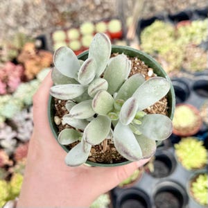 Suculenta Cotyledon Orbiculata “Ping Pong” / Hojas redondas grises / Planta viva 4” pot