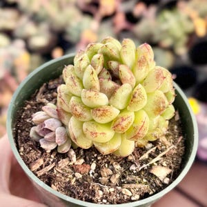 May include: A white ceramic mug with a black handle and the text "But First, Coffee" in a black, handwritten-style font. The mug is on a white surface.
