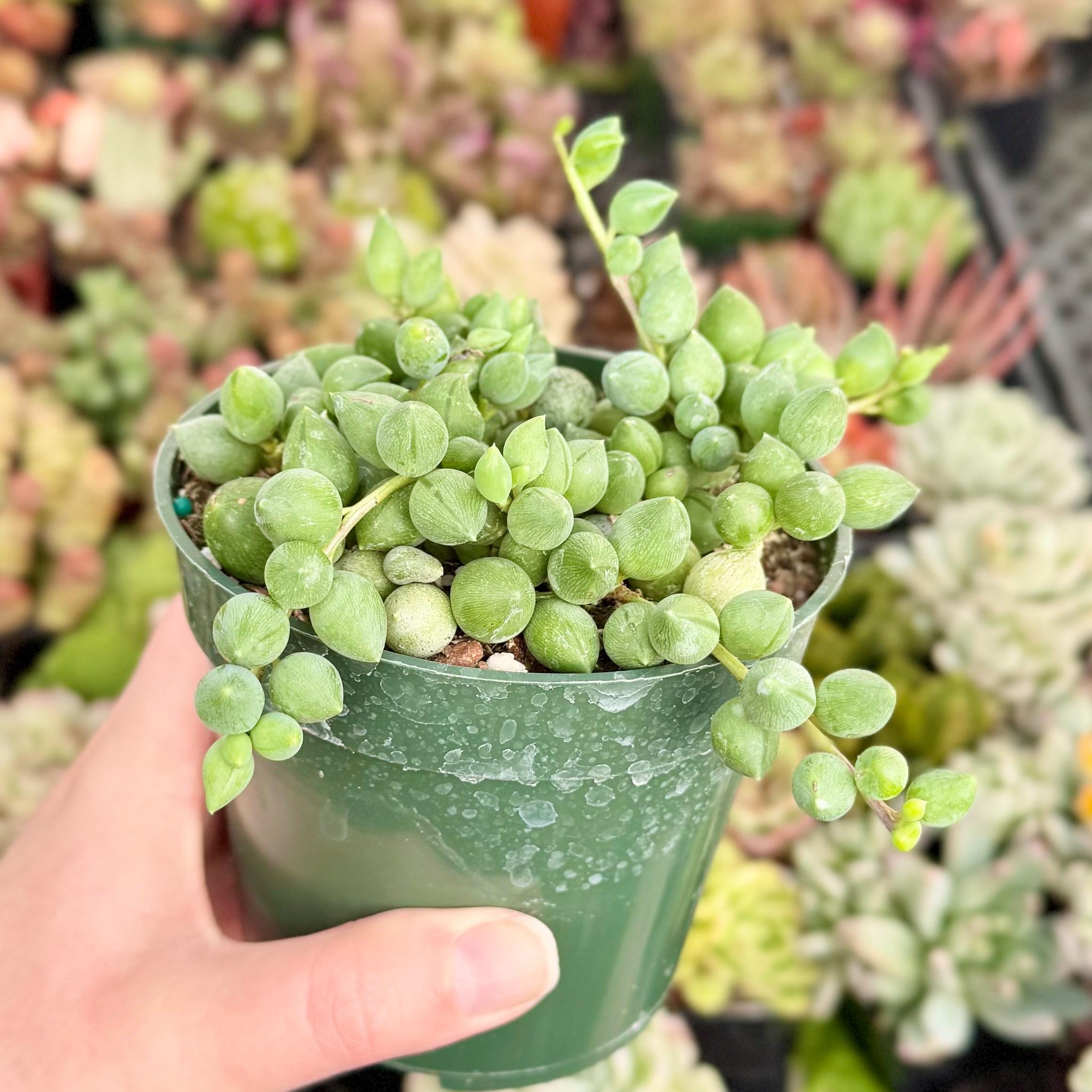 String of Raindrops Succulent | Trailing Teardrop Shaped Pearls | Live Plant  - Etsy